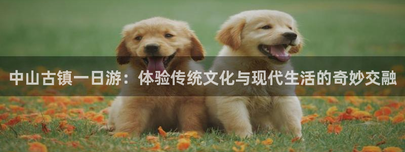 斑马和哒哒